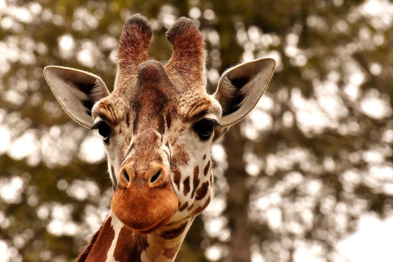 Wilderness Expedition Wildlife